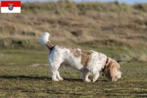 Read more about the article Criadores de Grand Basset Griffon Vendéen e cachorros em Hessen