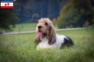Read more about the article Criadores de Grand Basset Griffon Vendéen e cachorros em Mecklenburg-Vorpommern