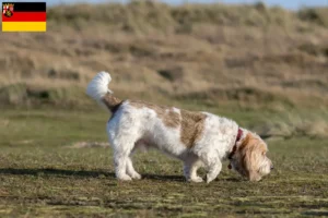 Read more about the article Criadores de Grand Basset Griffon Vendéen e cachorros na Renânia-Palatinado