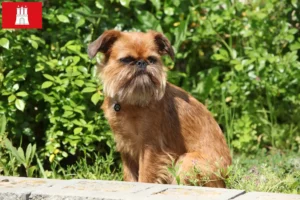 Read more about the article Criador de Griffon Anão Belga e cachorros em Hamburgo