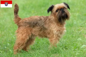 Read more about the article Criador de Griffon Anão Belga e cachorros em Hessen