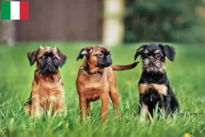 Read more about the article Criadores de Griffon Anão Belga e cachorros em Itália