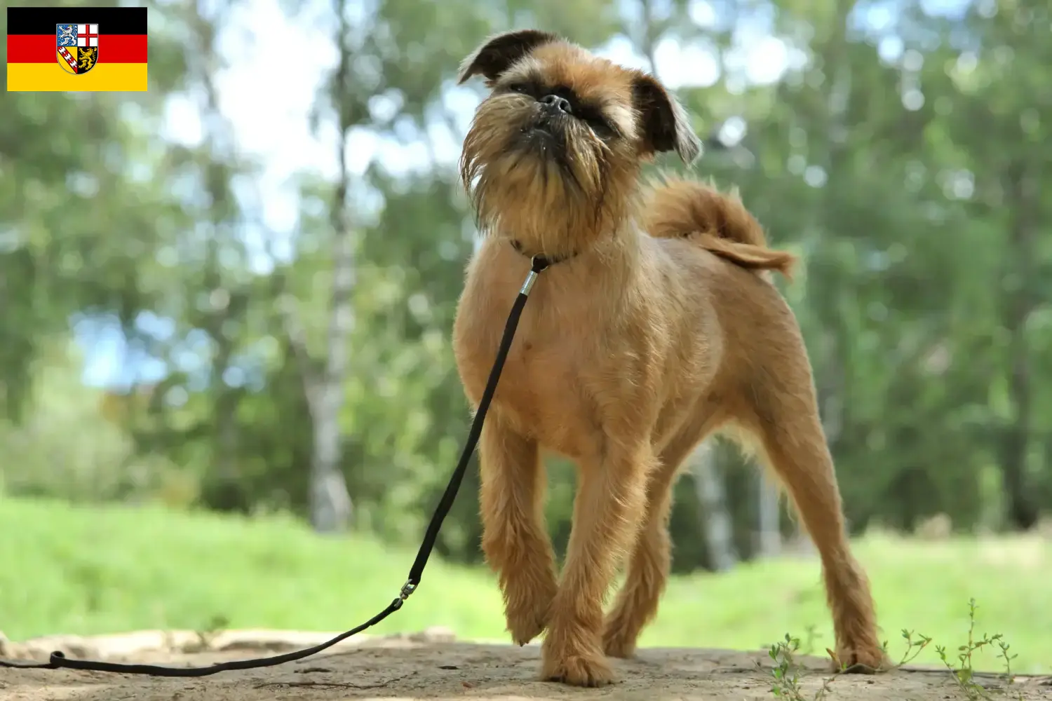 Read more about the article Criador de Griffon Anão Belga e cachorros em Saarland