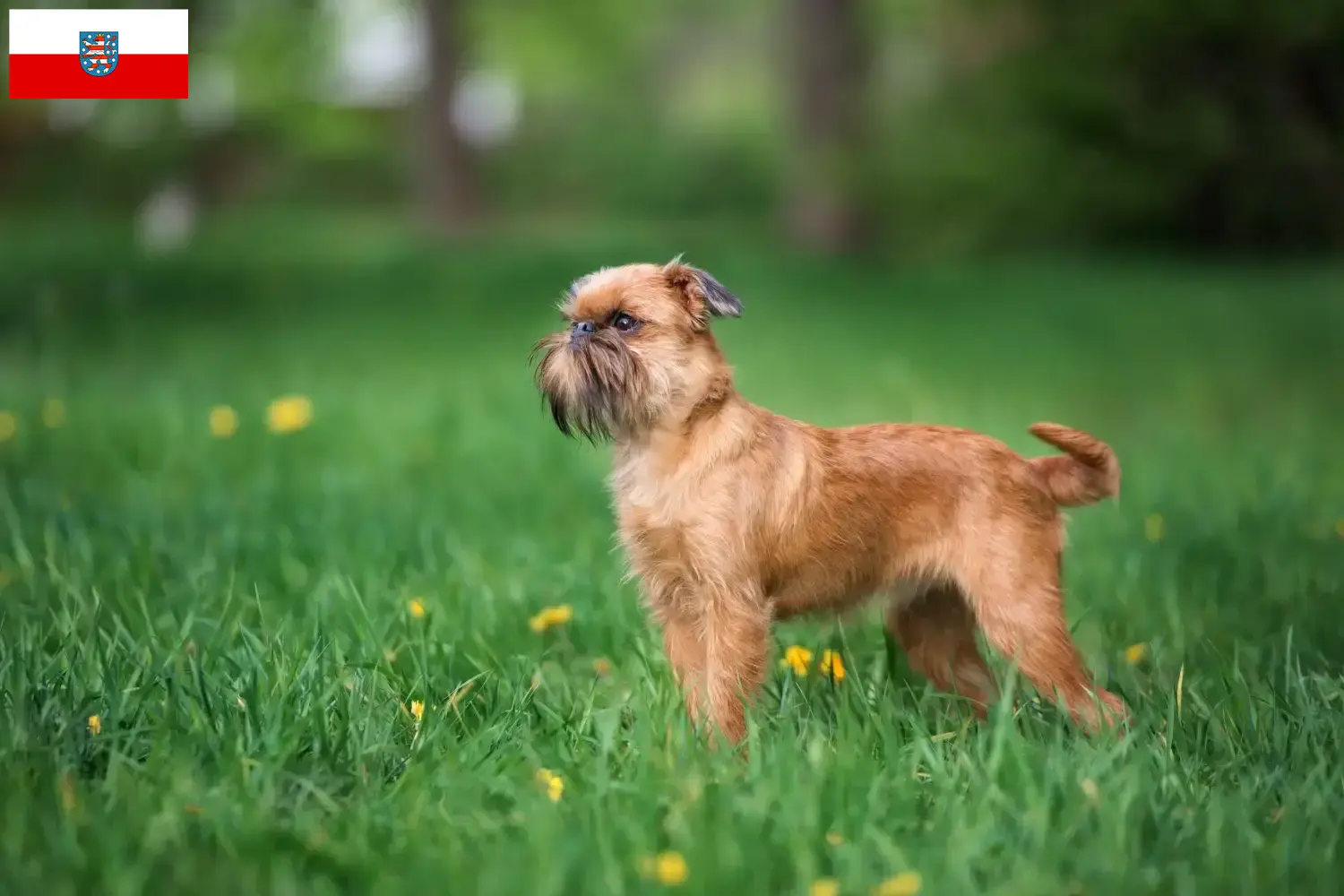 Read more about the article Criador de Griffon Anão Belga e cachorros em Thuringia