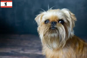 Read more about the article Criador de Griffon Anão Belga e cachorros em Berlim
