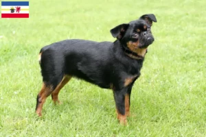 Read more about the article Criadores de Griffon Anão Belga e cachorros em Mecklenburg-Vorpommern