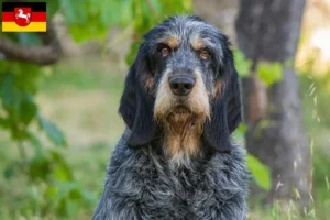 Read more about the article Criadores de Griffon Bleu de Gascogne e cachorros na Baixa Saxónia