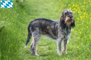 Read more about the article Criadores de Griffon Bleu de Gascogne e cachorros na Baviera