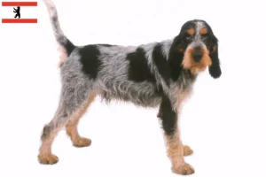 Read more about the article Criadores de Griffon Bleu de Gascogne e cachorros em Berlim