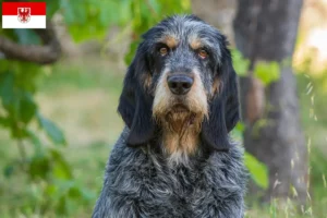Read more about the article Criadores de Griffon Bleu de Gascogne e cachorros em Brandenburg