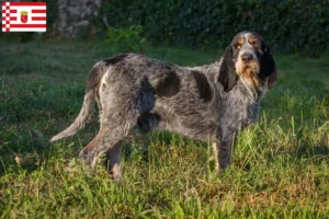 Read more about the article Criadores de Griffon Bleu de Gascogne e cachorros em Bremen