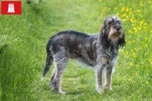 Read more about the article Criadores de Griffon Bleu de Gascogne e cachorros em Hamburgo