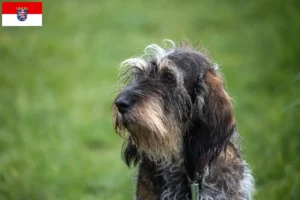 Read more about the article Criadores de Griffon Bleu de Gascogne e cachorros em Hessen