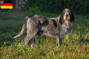 Read more about the article Criadores de Griffon Bleu de Gascogne e cachorros em Renânia-Palatinado
