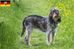 Read more about the article Criadores de Griffon Bleu de Gascogne e cachorros em Sarre