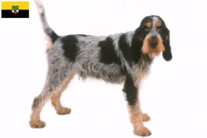 Read more about the article Criadores de Griffon Bleu de Gascogne e cachorros em Saxónia-Anhalt