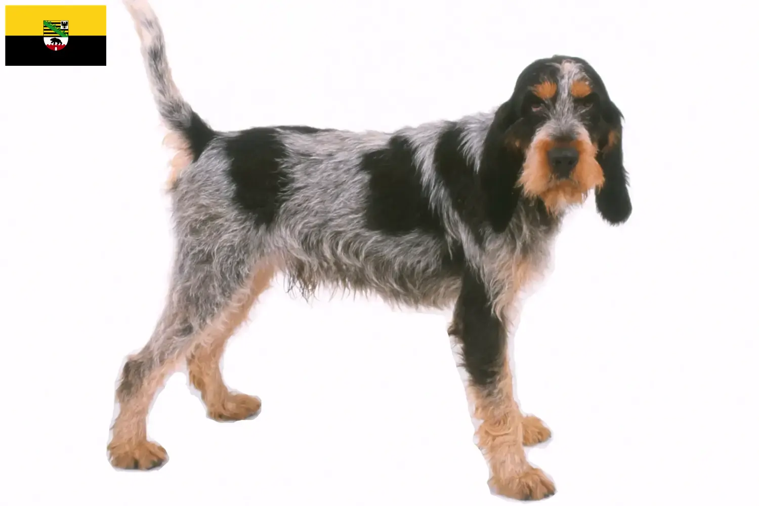 Griffon Bleu de Gascogne cachorros e criadores Saxónia-Anhalt Encontrar criadores de Griffon Bleu de Gascognes na Saxónia-Anhalt.