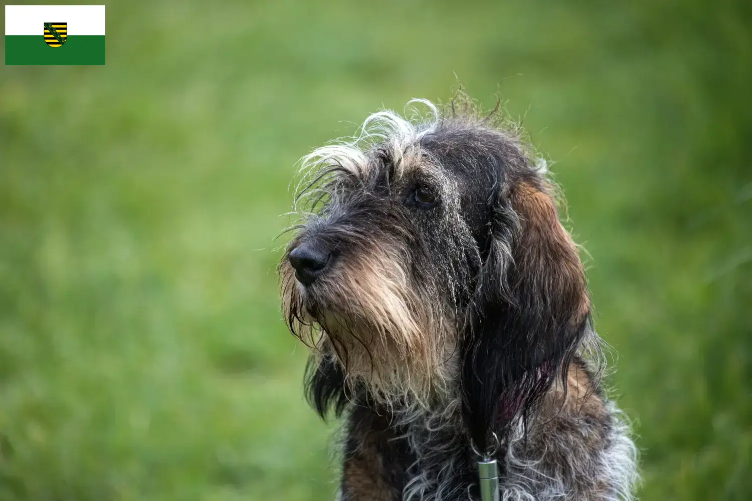 Griffon Bleu de Gascogne cachorros e criadores Saxónia Encontre aqui criadores de Griffon Bleu de Gascognes na Saxónia.