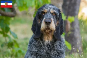 Read more about the article Criadores de Griffon Bleu de Gascogne e cachorros em Schleswig-Holstein
