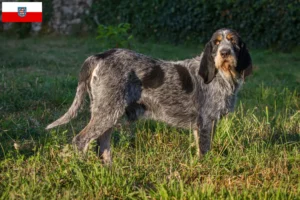Read more about the article Criadores de Griffon Bleu de Gascogne e cachorros na Turíngia