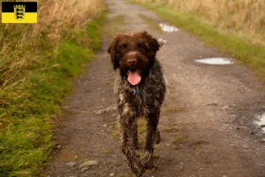 Read more about the article Griffon d’arrêt à poil dur Criador e cachorros em Baden-Württemberg