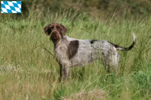 Read more about the article Griffon d’arrêt à poil dur Criador e cachorros na Baviera