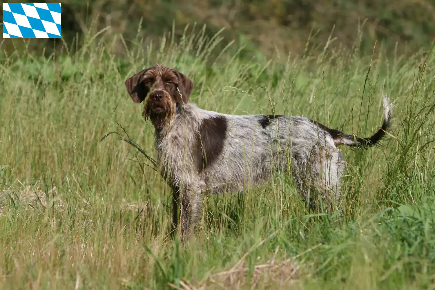 Read more about the article Griffon d’arrêt à poil dur Criador e cachorros na Baviera