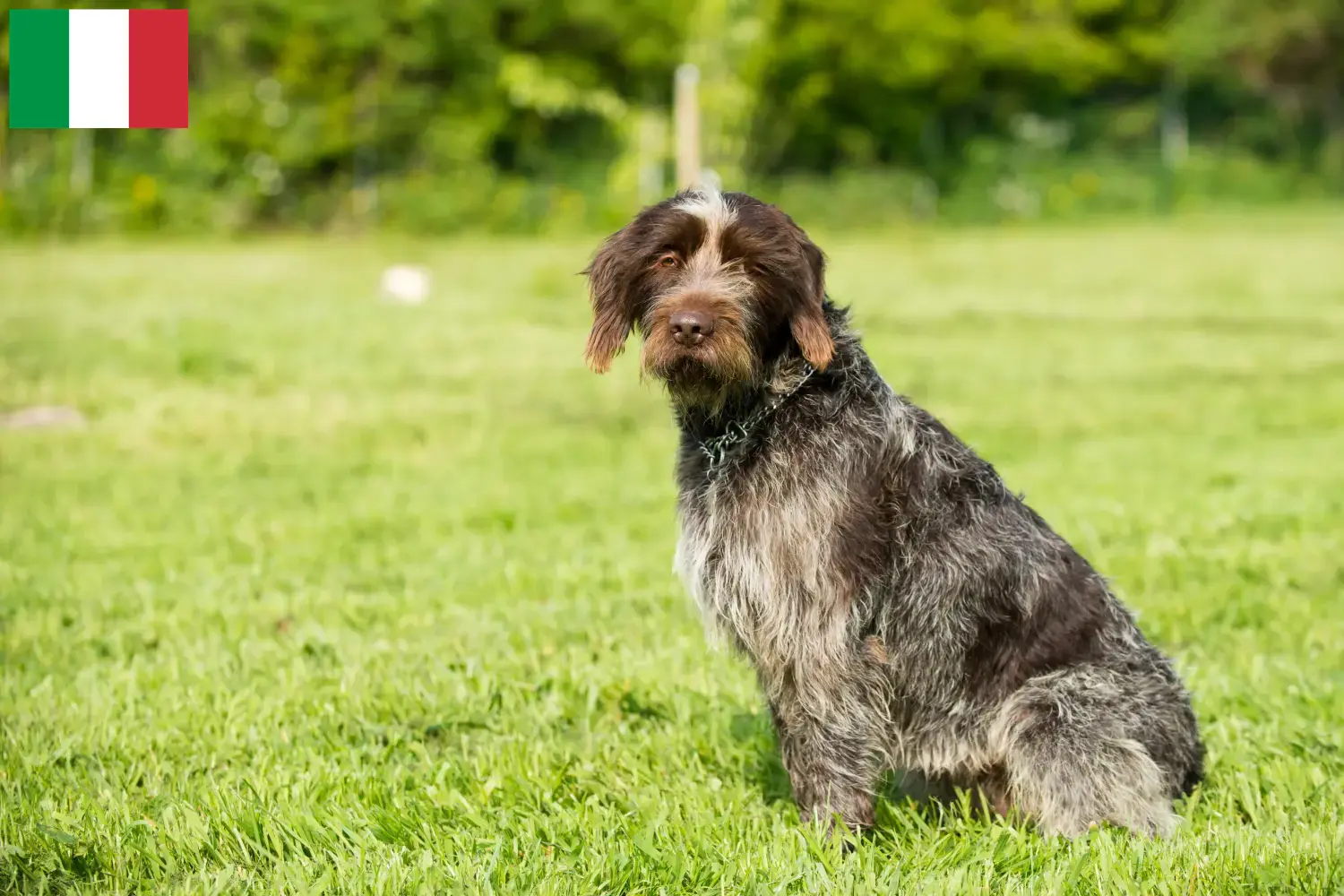 Read more about the article Griffon d’arrêt à poil dur Criadores e cachorros em Itália