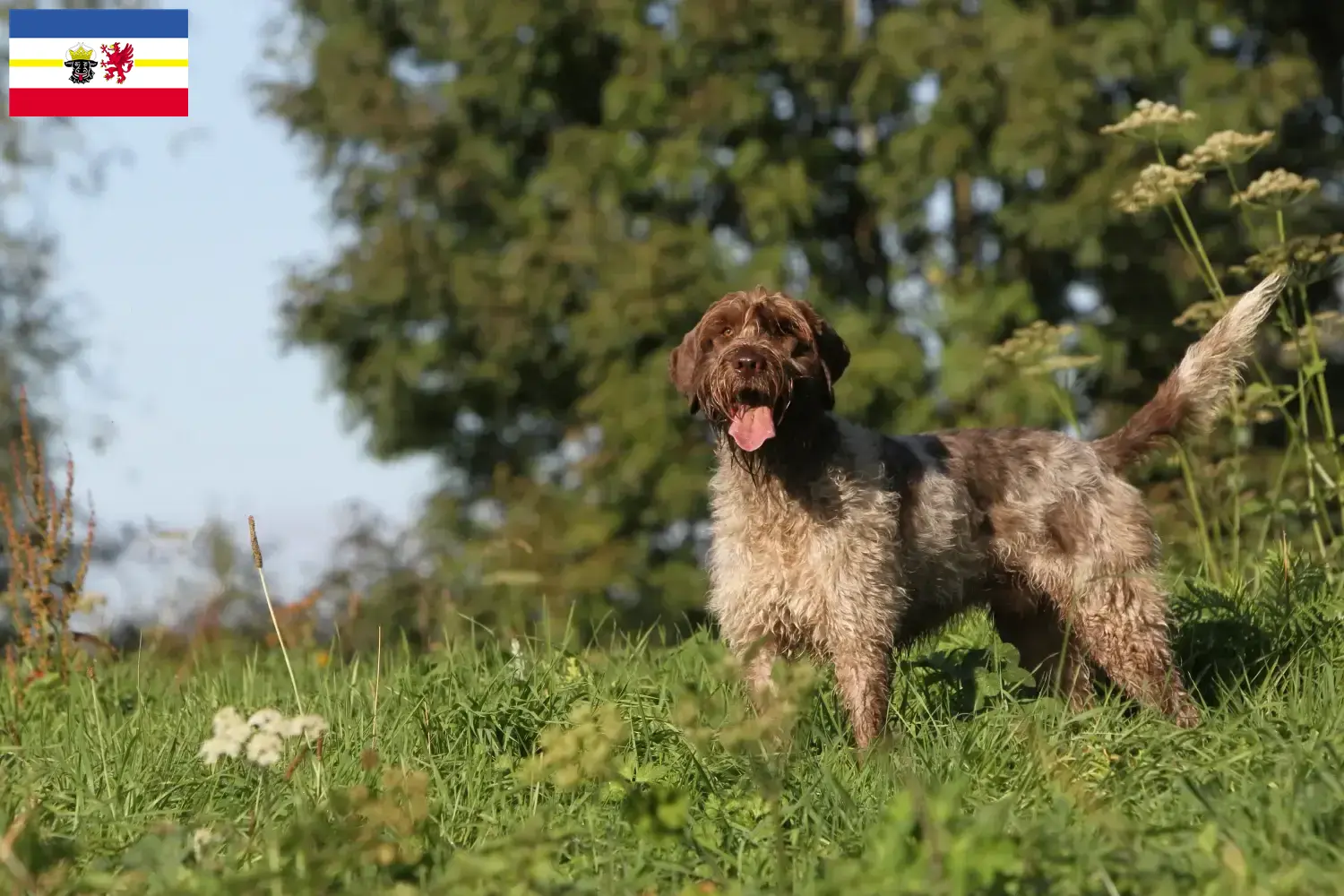 Read more about the article Griffon d’arrêt à poil dur Criador e cachorros em Mecklenburg-Vorpommern