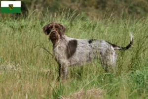 Read more about the article Griffon d’arrêt à poil dur Criador e cachorros na Saxónia