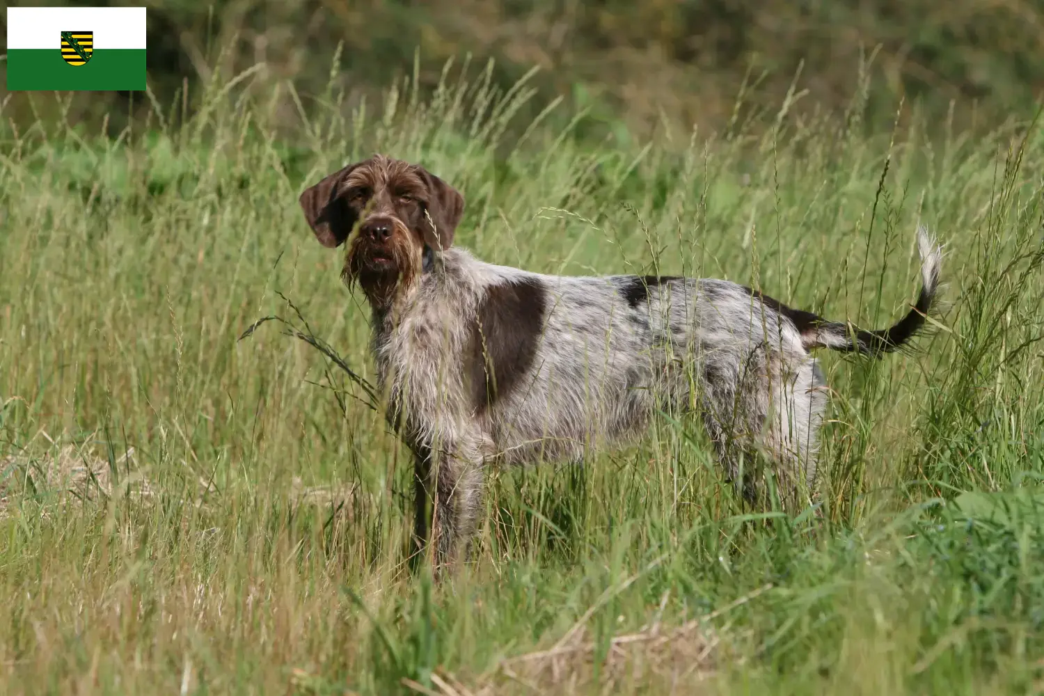 Read more about the article Griffon d’arrêt à poil dur Criador e cachorros na Saxónia