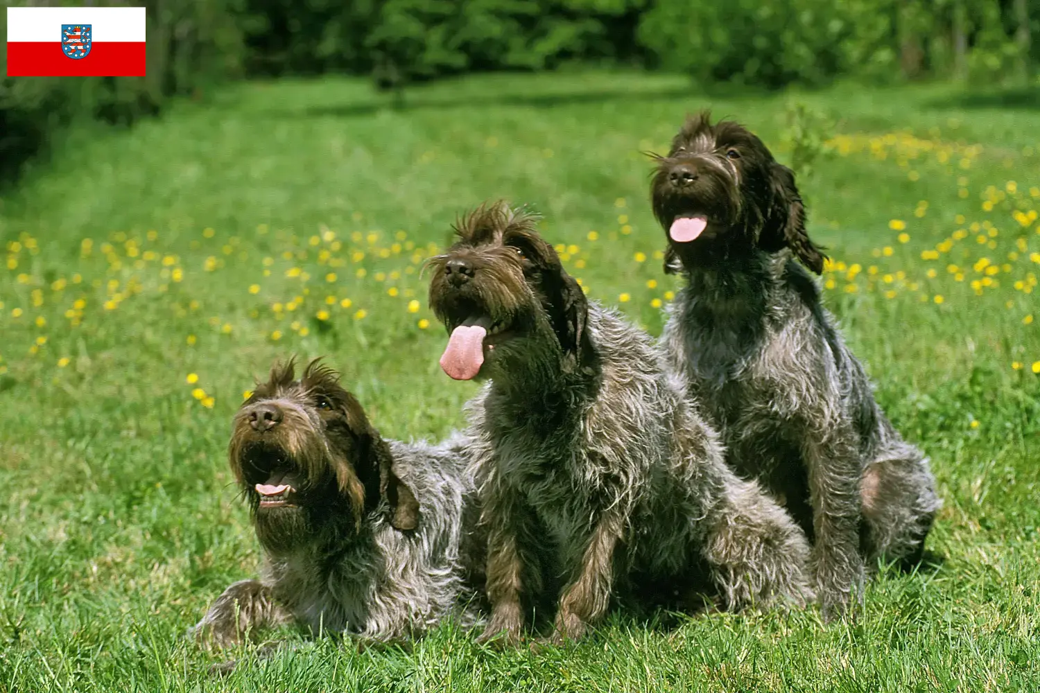 Read more about the article Griffon d’arrêt à poil dur Criador e cachorros na Turíngia