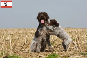 Read more about the article Griffon d’arrêt à poil dur Criador e cachorros em Berlim