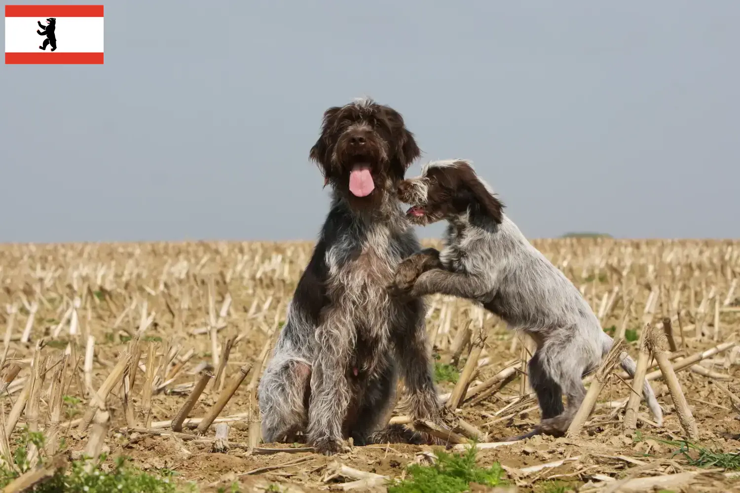 Read more about the article Griffon d’arrêt à poil dur Criador e cachorros em Berlim