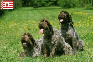 Read more about the article Griffon d’arrêt à poil dur Criador e cachorros em Bremen
