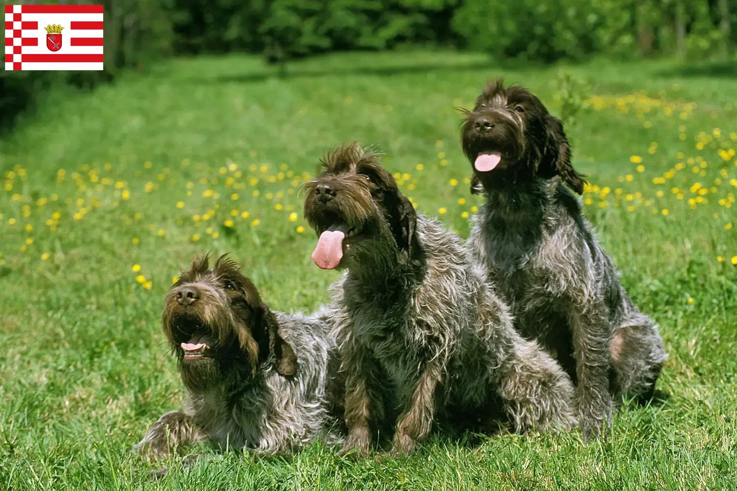 Read more about the article Griffon d’arrêt à poil dur Criador e cachorros em Bremen