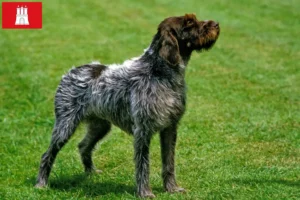 Read more about the article Griffon d’arrêt à poil dur Criador e cachorros em Hamburgo