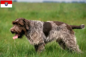 Read more about the article Griffon d’arrêt à poil dur Criador e cachorros em Hessen