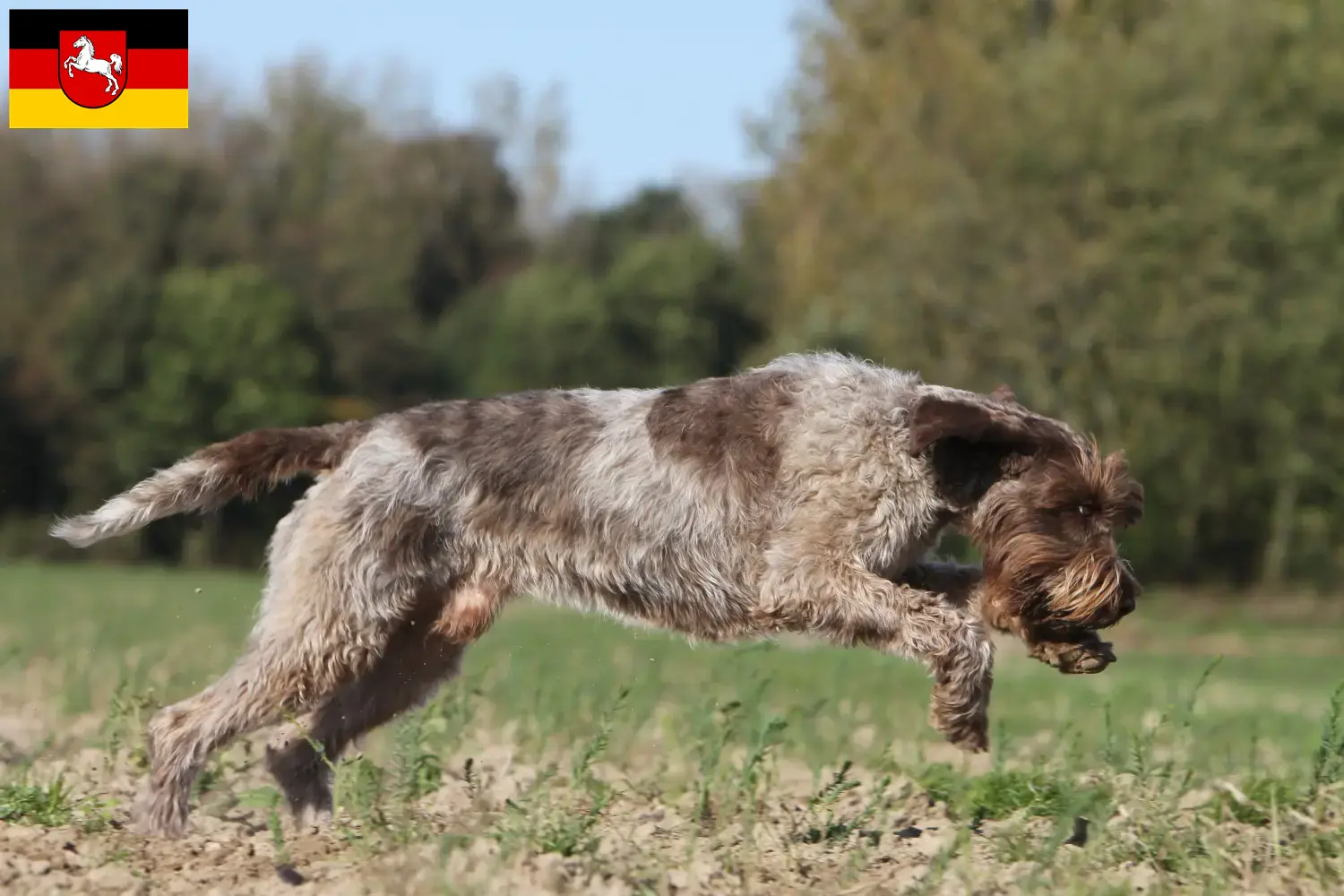 Read more about the article Griffon d’arrêt à poil dur Criador e cachorros na Baixa Saxónia