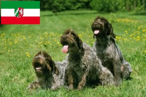 Read more about the article Griffon d’arrêt à poil dur Criador e cachorros em Renânia do Norte-Vestefália