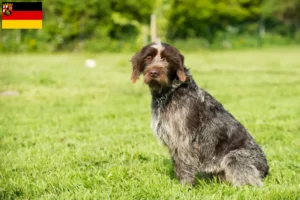 Read more about the article Griffon d’arrêt à poil dur Criador e cachorros na Renânia-Palatinado