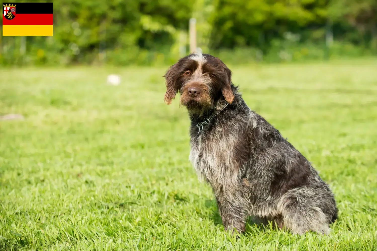 Read more about the article Griffon d’arrêt à poil dur Criador e cachorros na Renânia-Palatinado