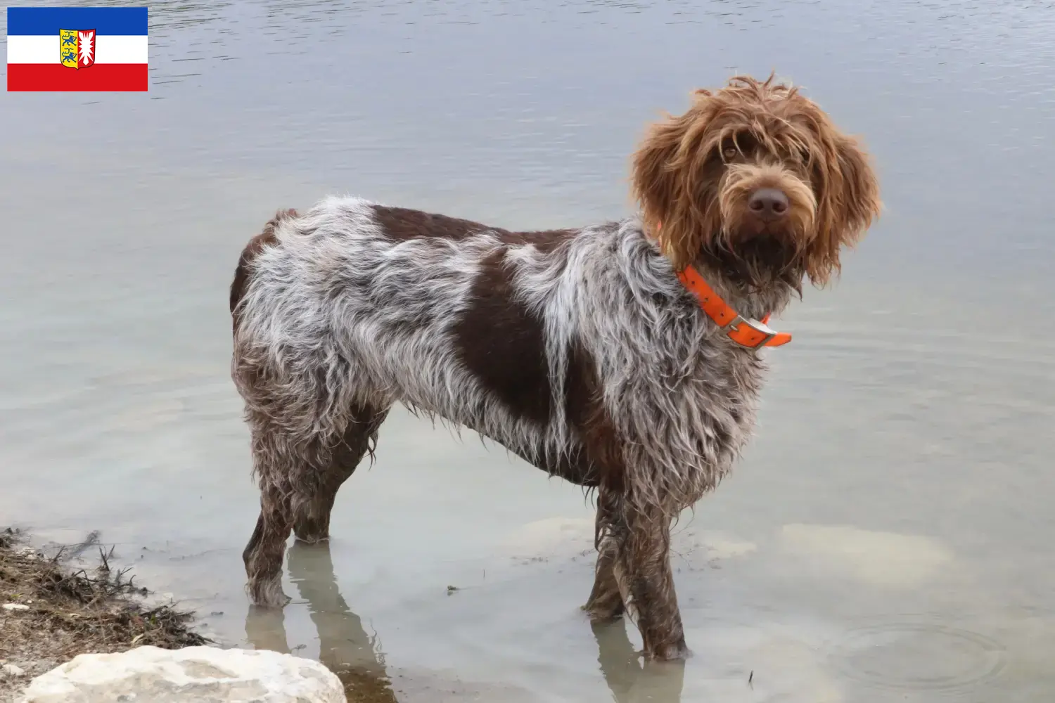 Read more about the article Griffon d’arrêt à poil dur Criador e cachorros em Schleswig-Holstein