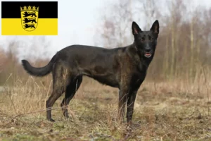 Read more about the article Hollandse Herdershond criadores e cachorros em Baden-Württemberg