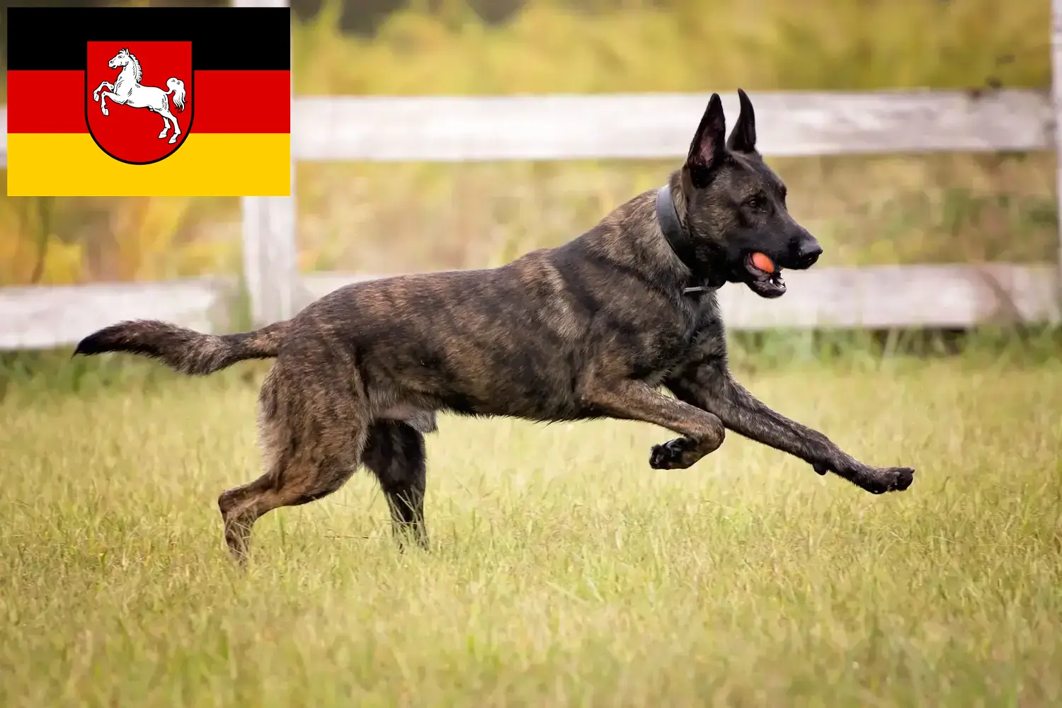 Hollandse Herdershond cachorros e criadores Baixa Saxónia Aqui pode encontrar criadores de Herdershonden holandeses em Niedersachsen.