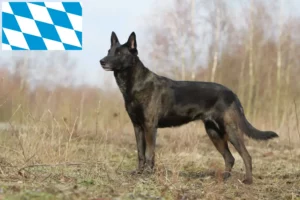 Read more about the article Hollandse Herdershond criadores e cachorros na Baviera