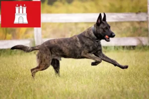 Read more about the article Hollandse Herdershond criadores e cachorros em Hamburgo