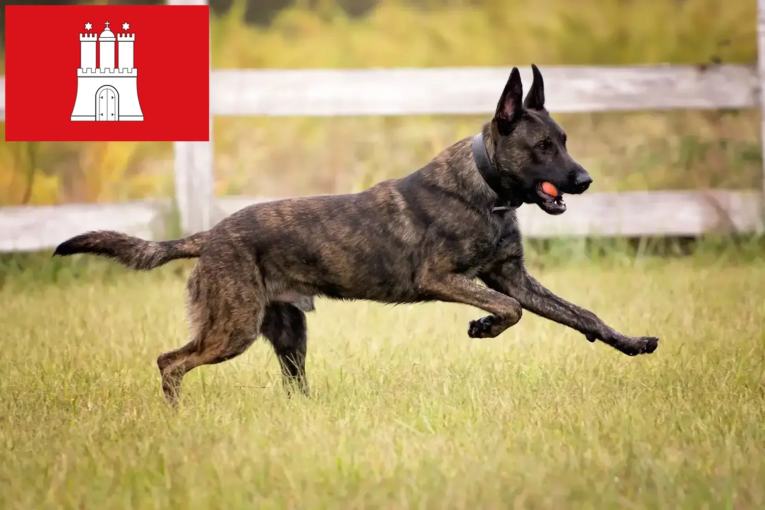 Hollandse Herdershond cachorros e criadores Hamburgo Aqui pode encontrar criadores de Hollandse Herdershonden em Hamburgo.