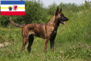 Read more about the article Hollandse Herdershond criadores e cachorros em Mecklenburg-Vorpommern