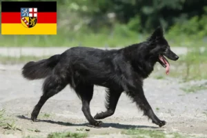 Read more about the article Hollandse Herdershond criadores e cachorros em Saarland